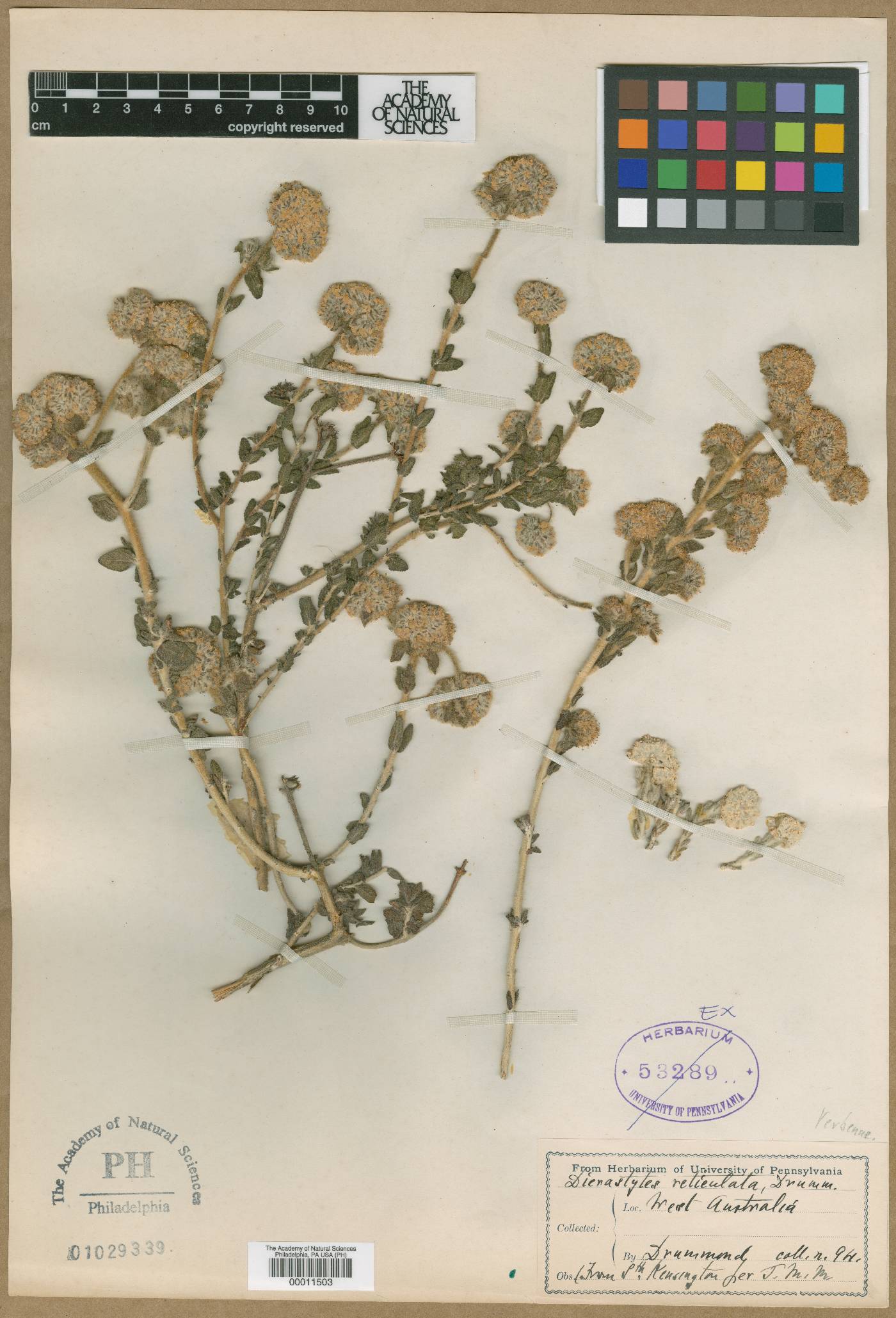 Dicrastylis reticulata image