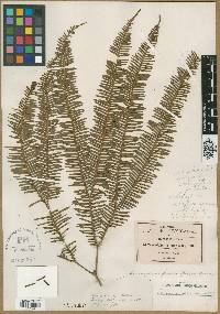 Gleichenia pubescens image