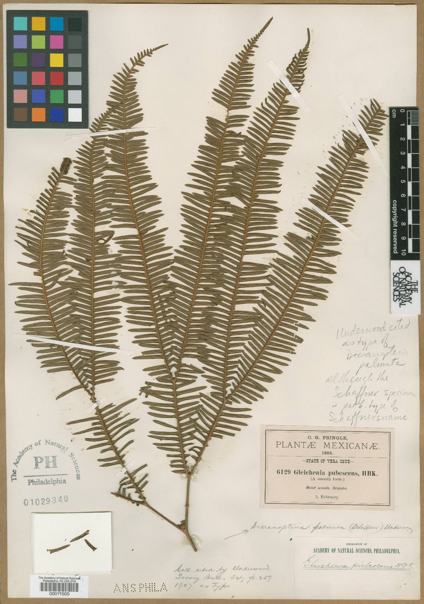 Gleichenia pubescens image