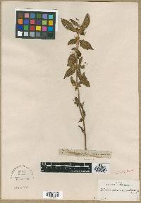 Image of Didymocarpus corchorifolia