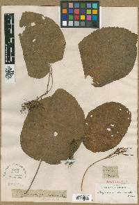 Image of Didymocarpus macrophylla