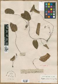 Image of Didymocarpus cinerea