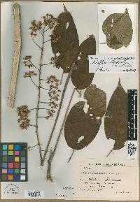 Schefflera allocotantha image