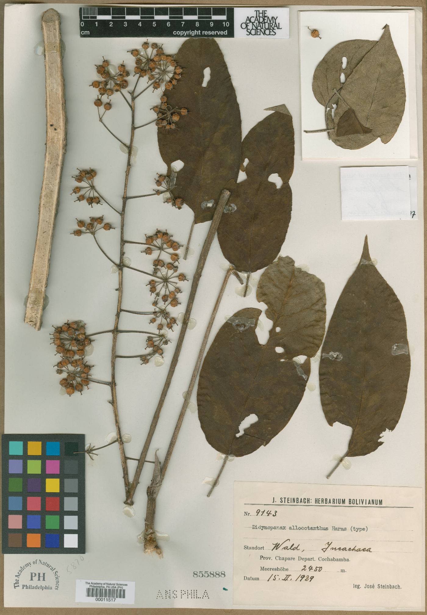 Schefflera allocotantha image