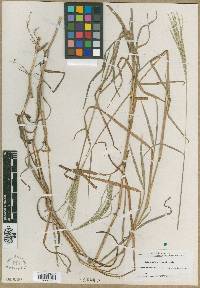 Image of Digitaria ekmanii