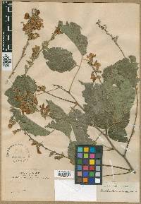 Dioclea pauciflora image
