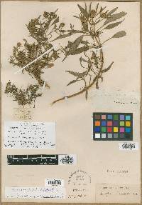 Bidens bidentoides image