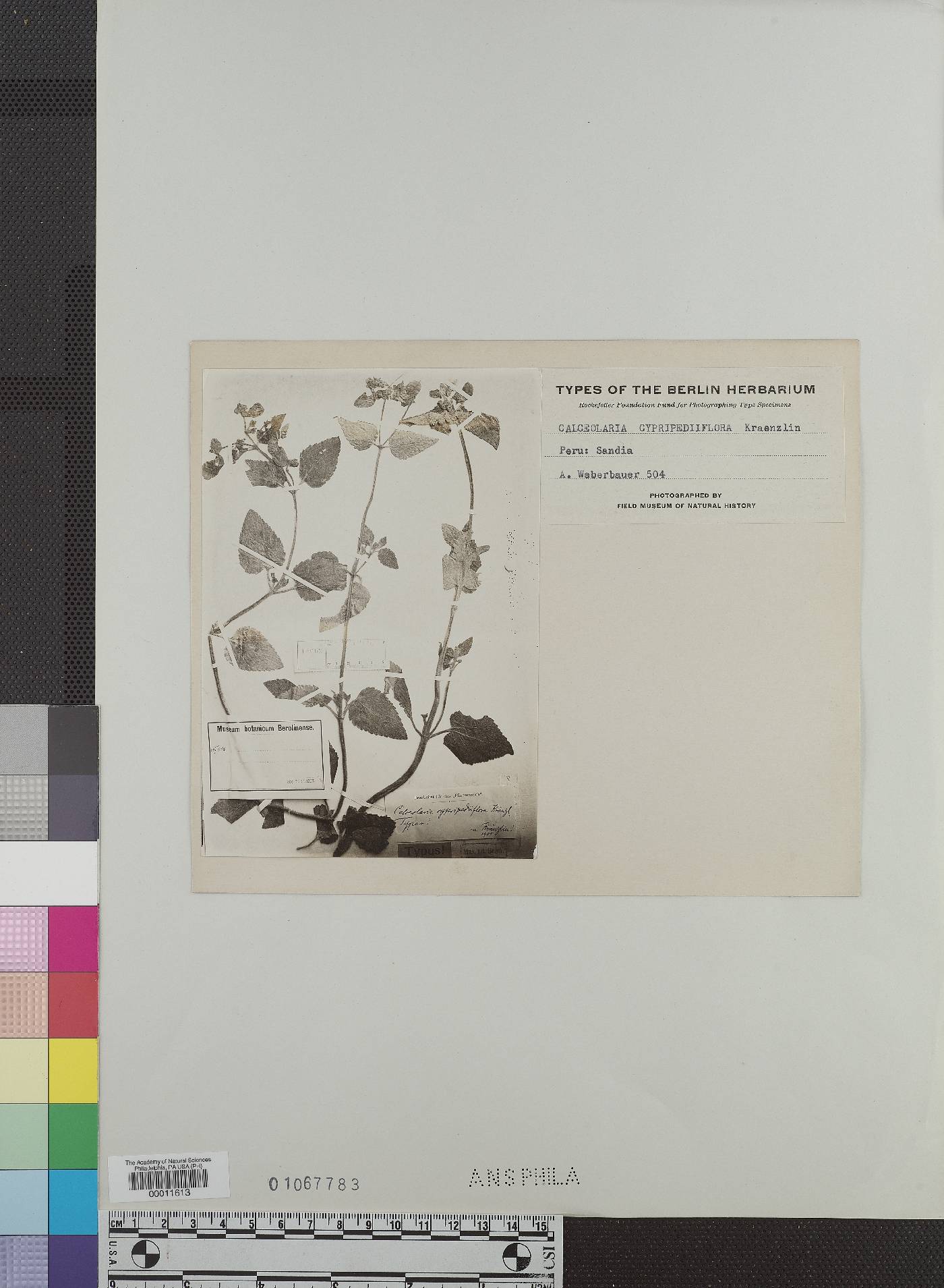 Calceolaria cypripediiflora image