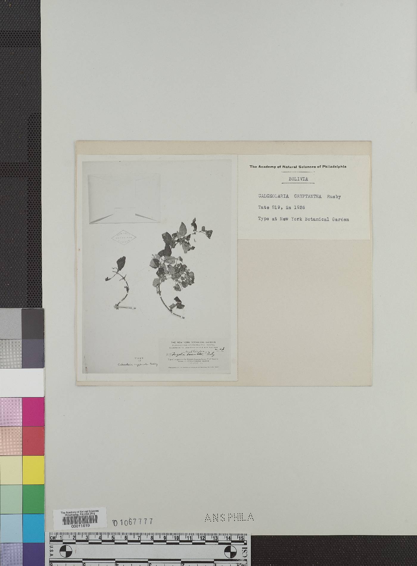 Calceolaria soratensis image