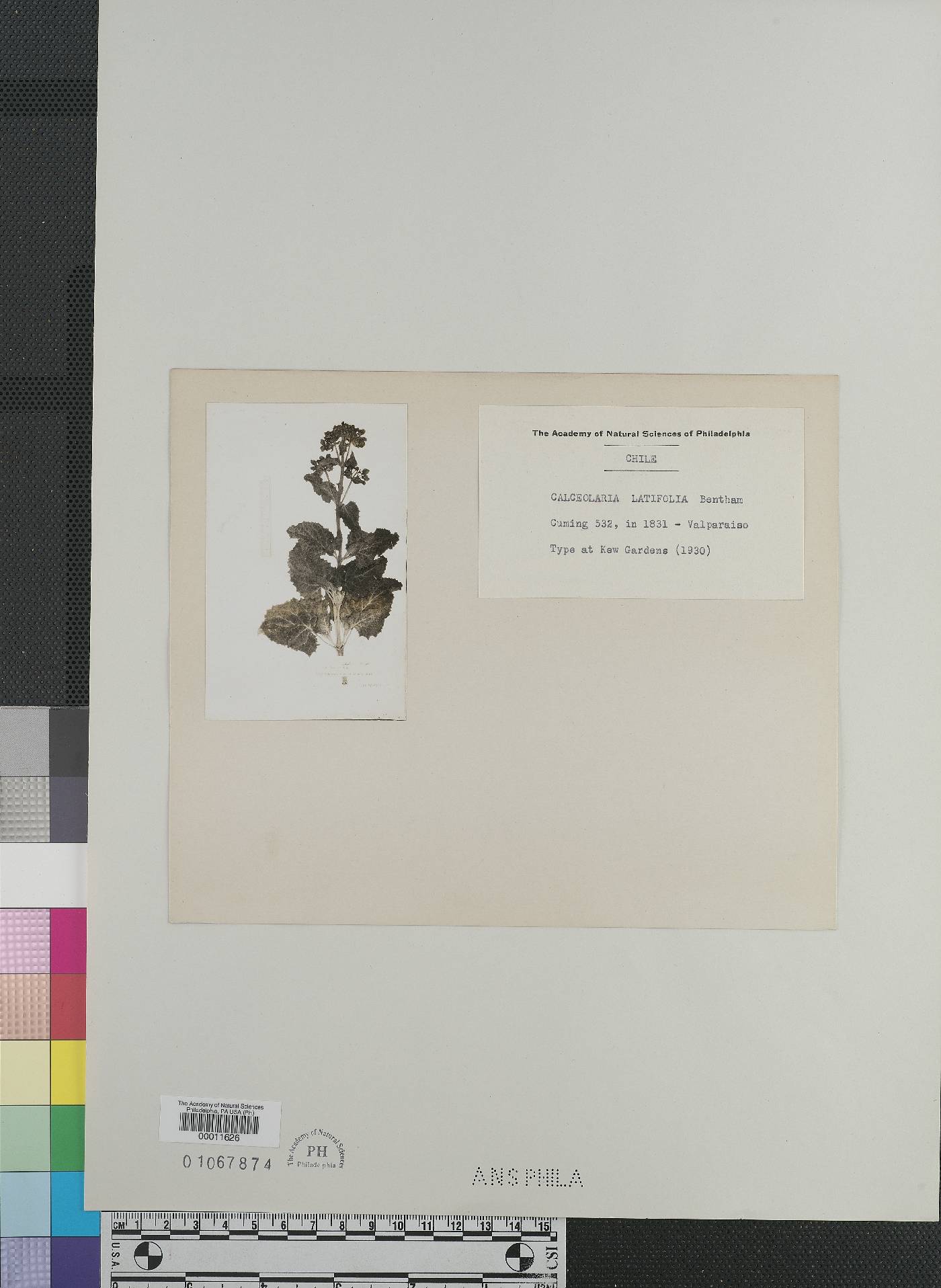 Calceolaria latifolia image