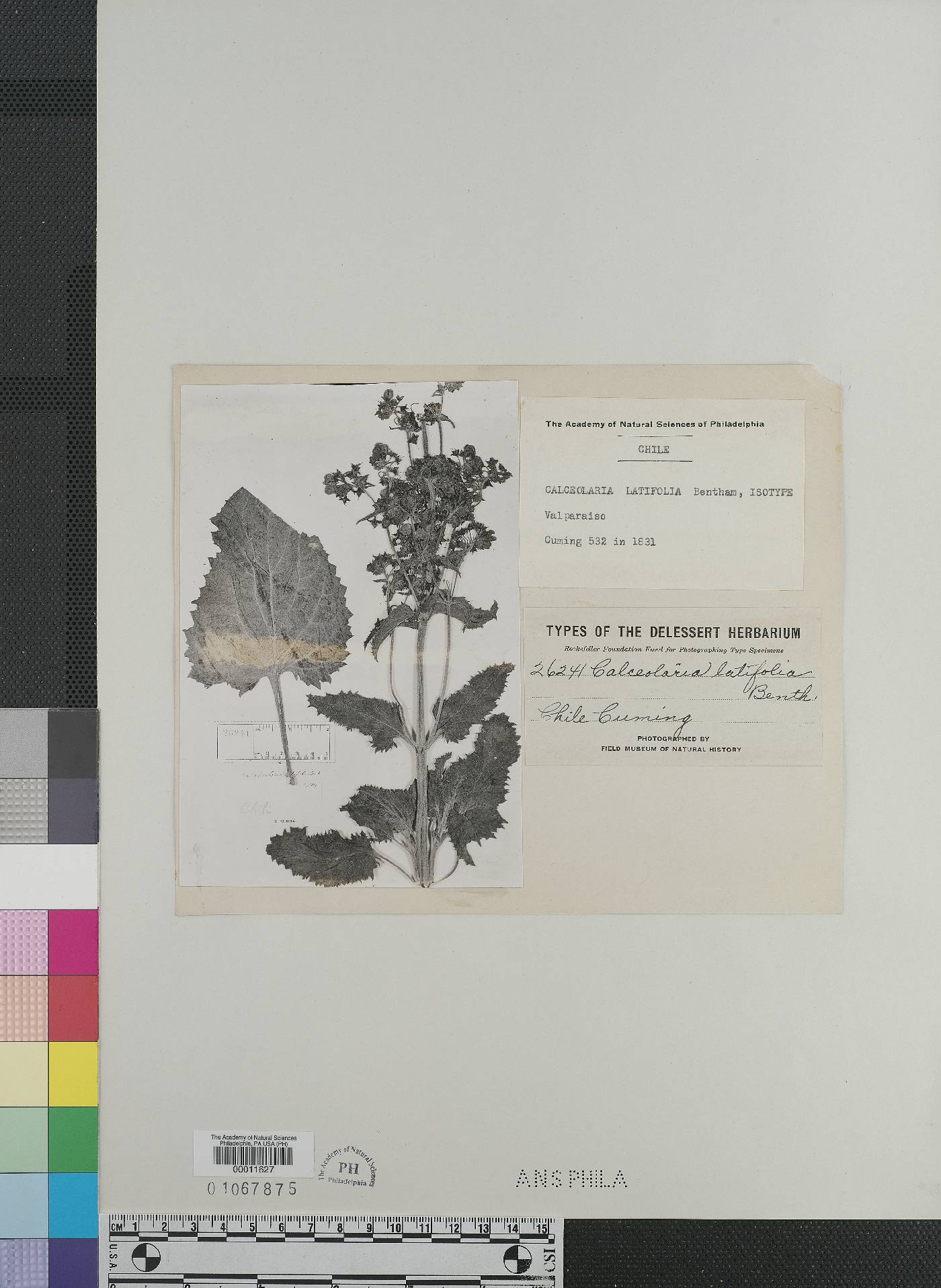 Calceolaria latifolia image