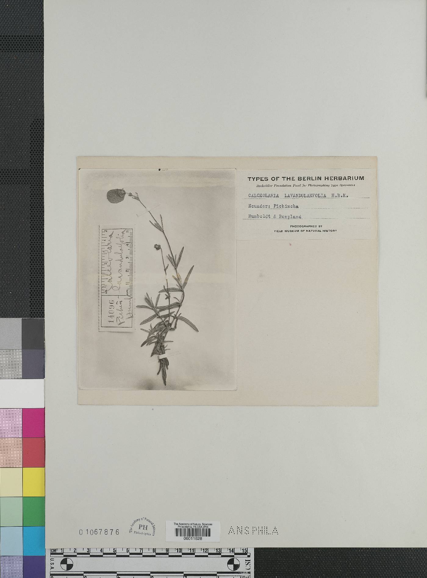 Calceolaria lavandulifolia image