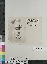 Calceolaria elatior image