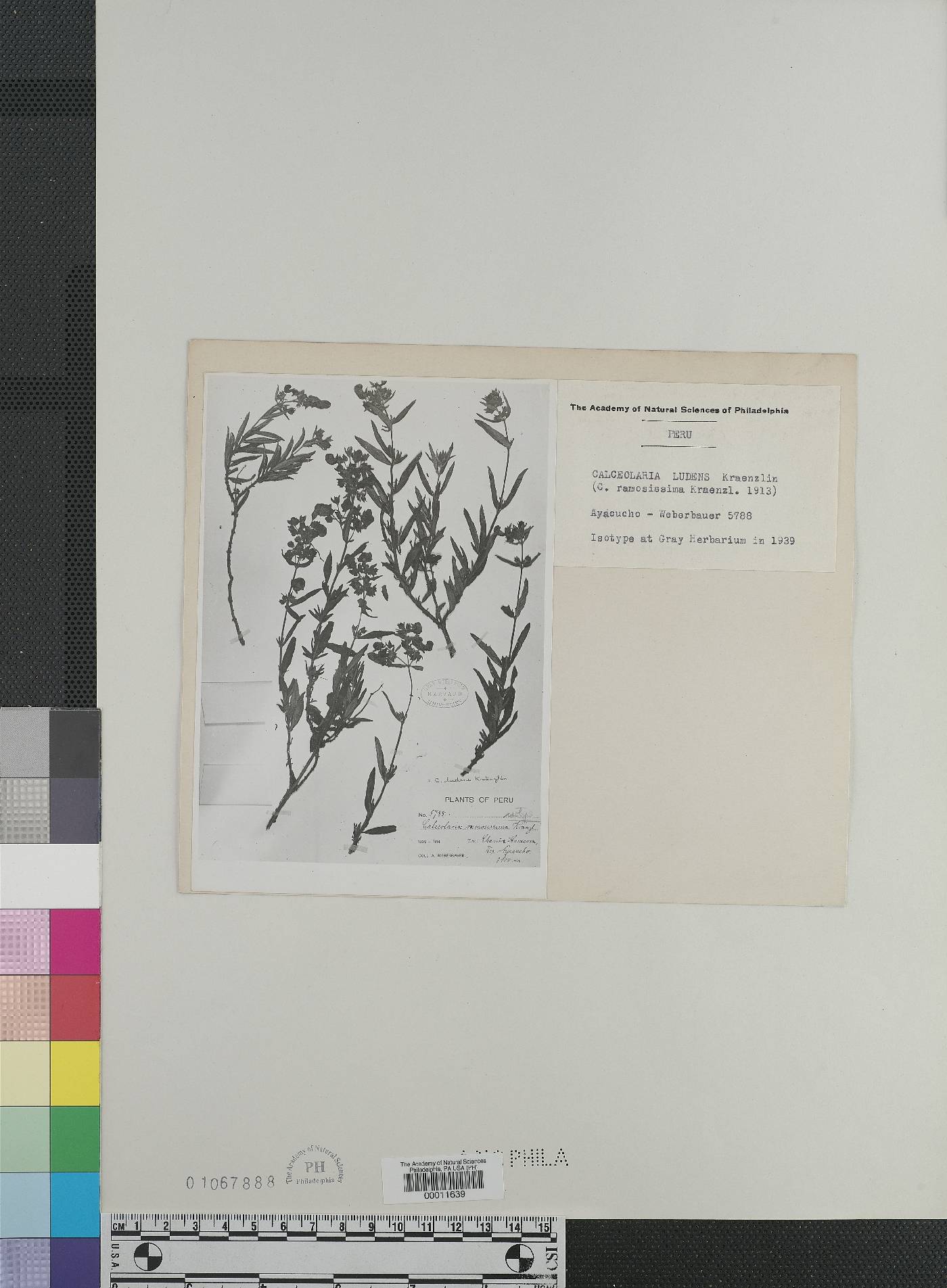 Calceolaria ludens image