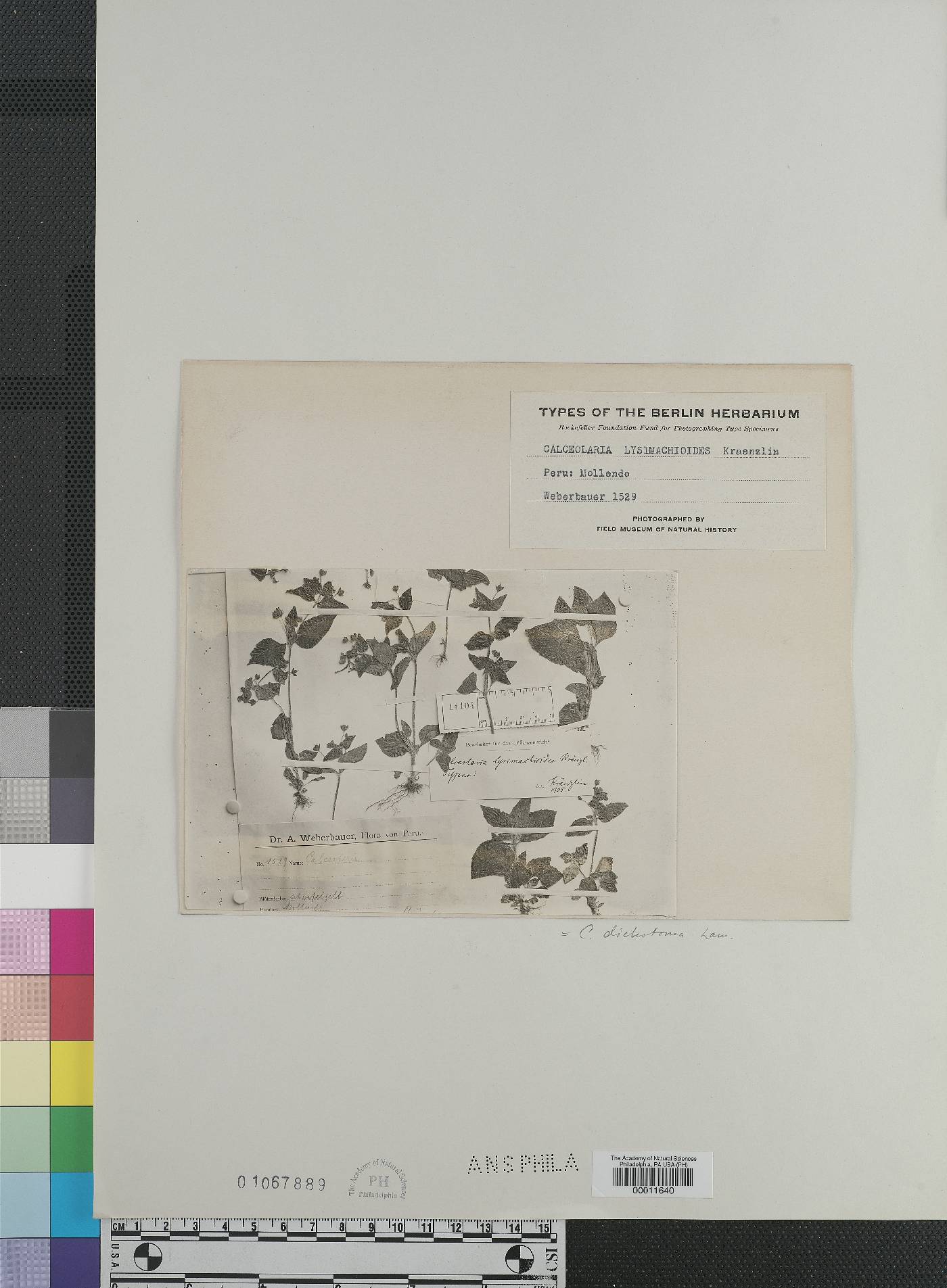 Calceolaria dichotoma subsp. dichotoma image