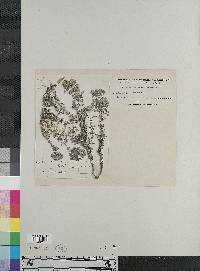 Image of Calceolaria incarum