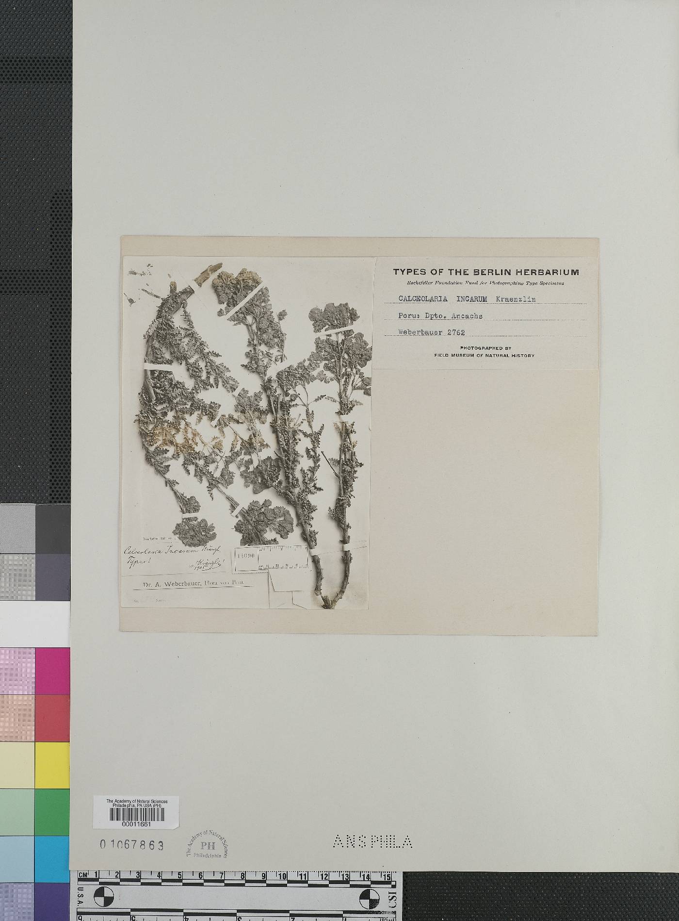 Calceolaria incarum image