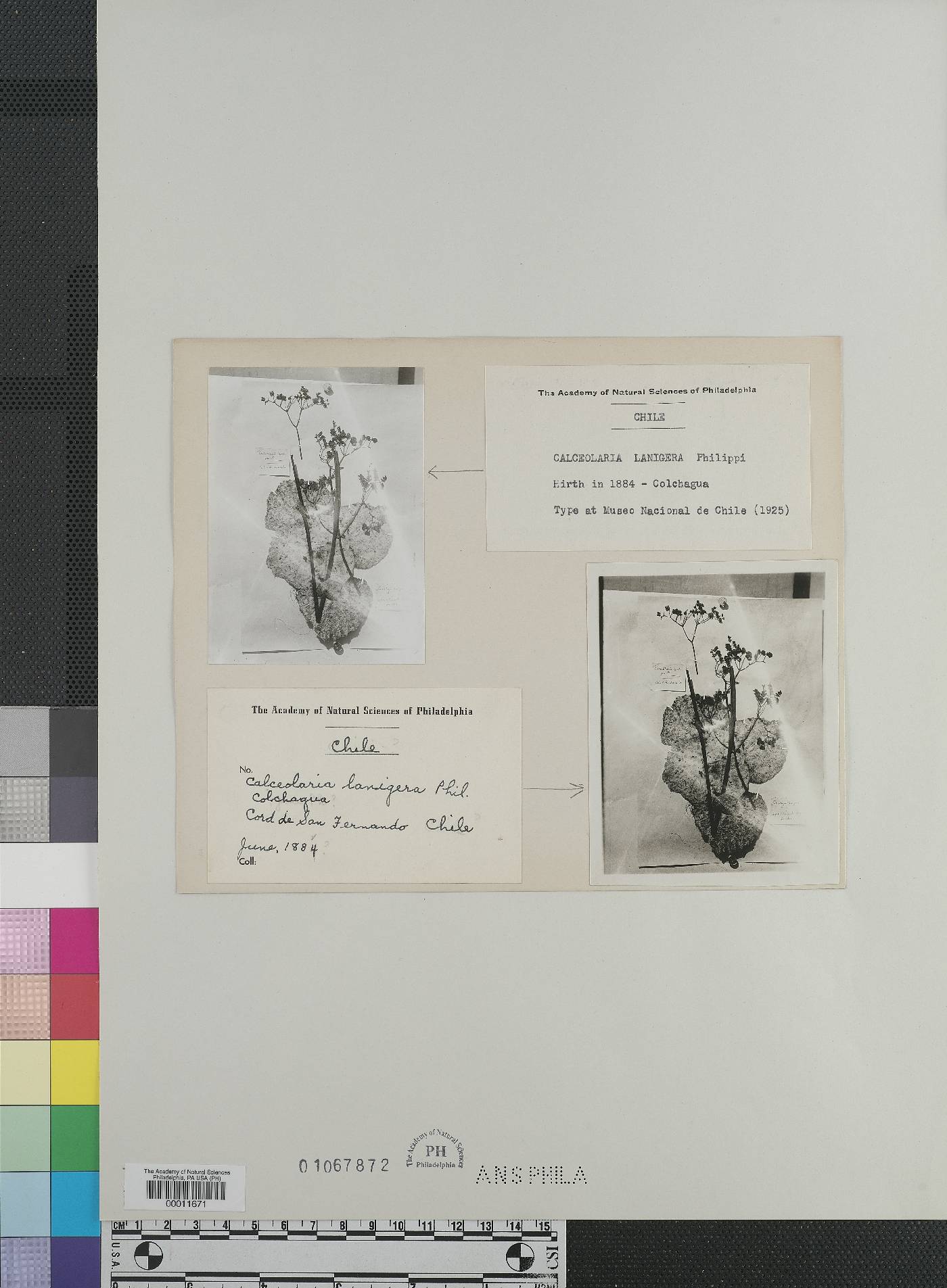 Calceolaria lanigera image
