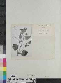 Calceolaria lanata image
