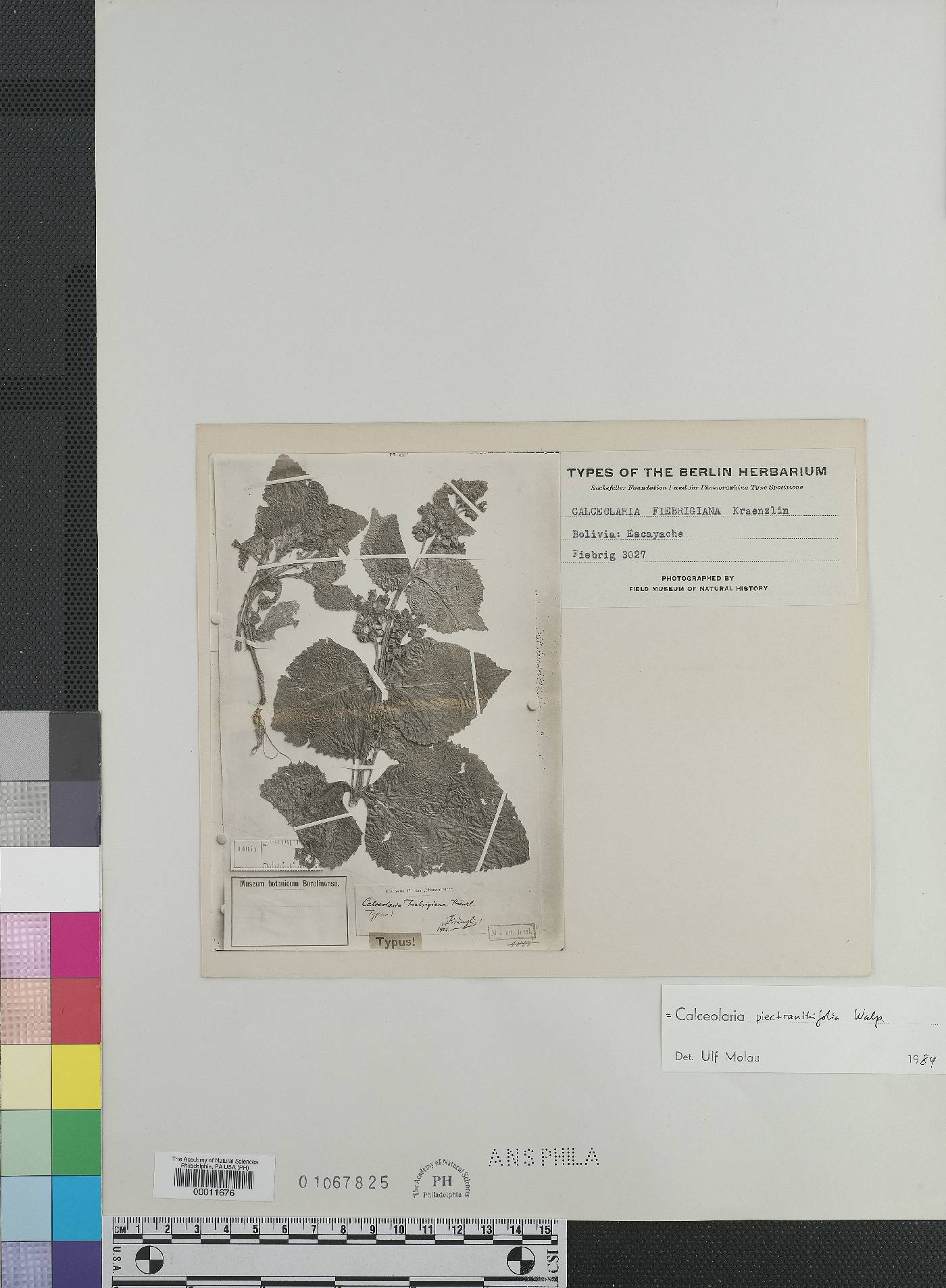 Calceolaria plectranthifolia image