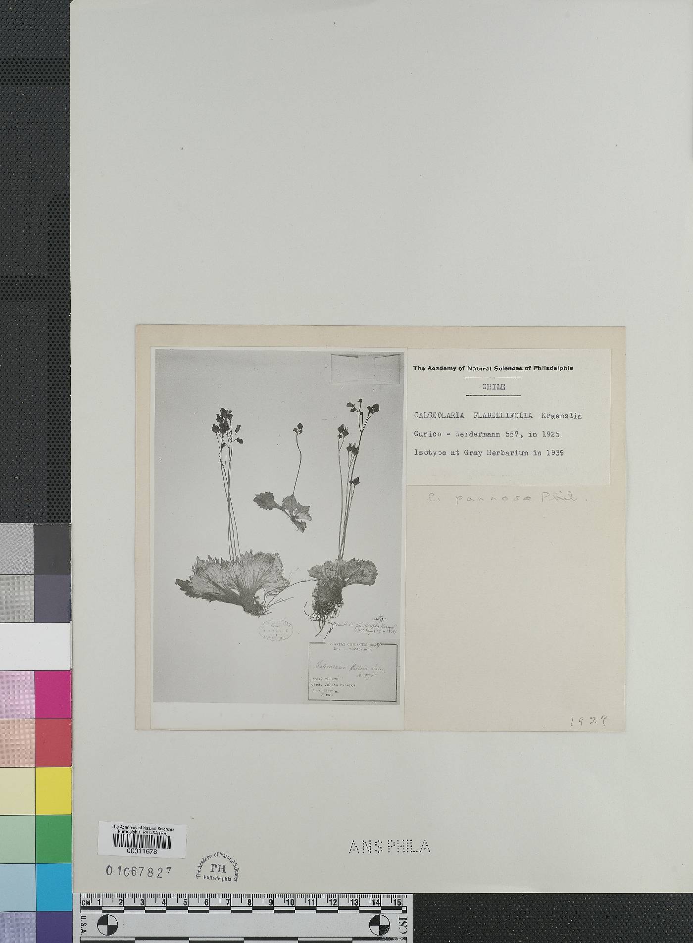 Calceolaria filicaulis image