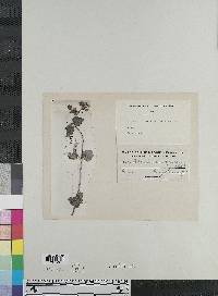 Image of Calceolaria flexuosa