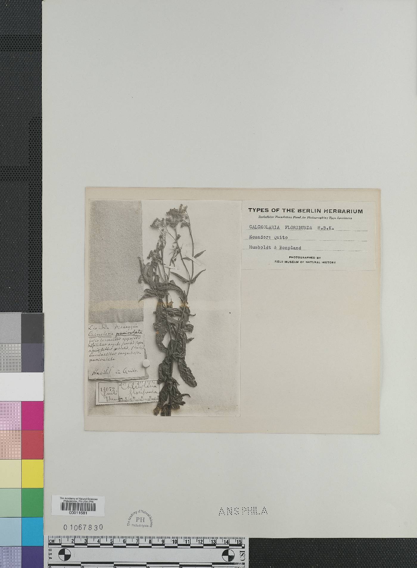 Calceolaria floribunda image