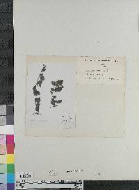 Calceolaria fusca image