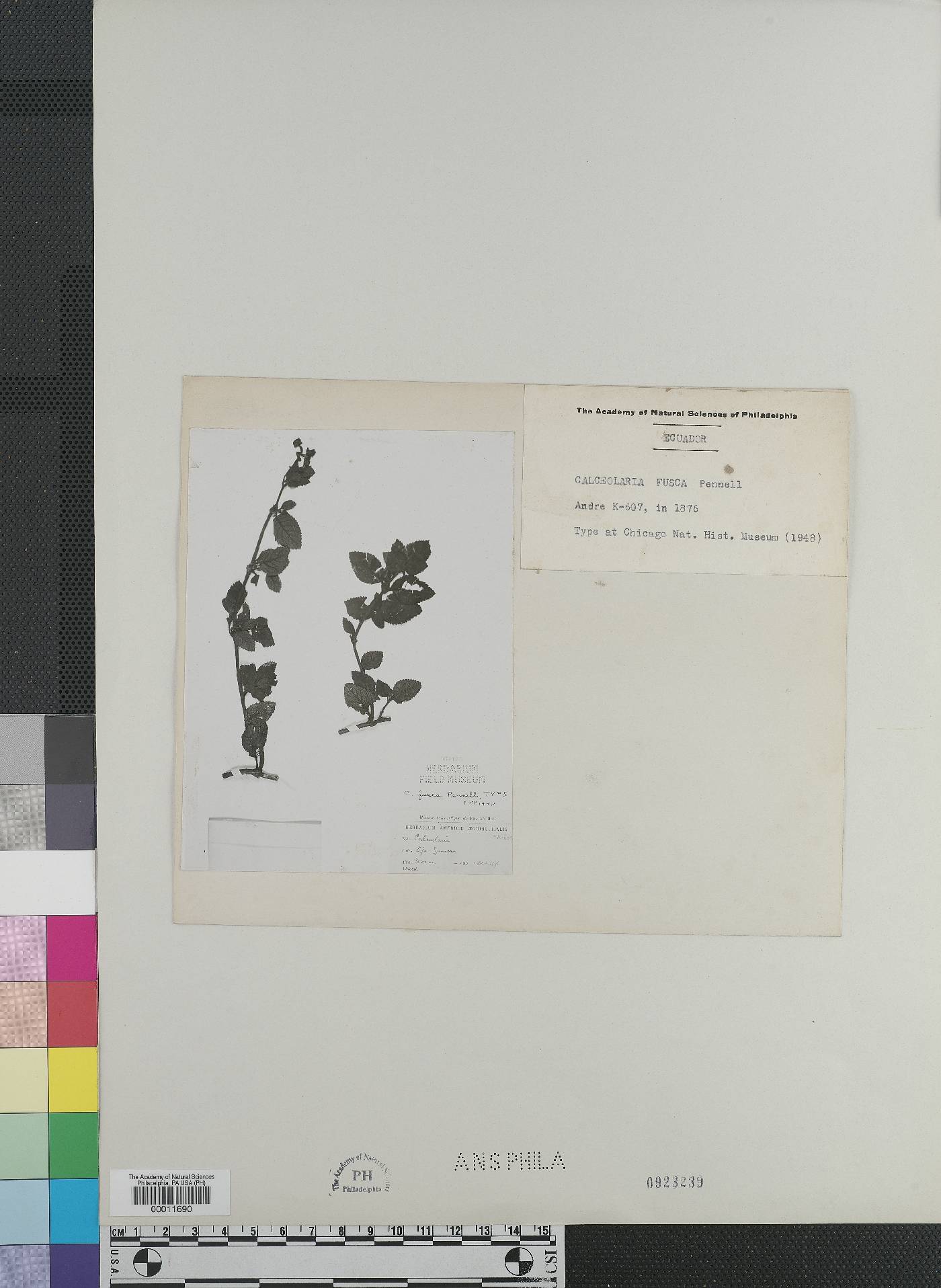 Calceolaria fusca image