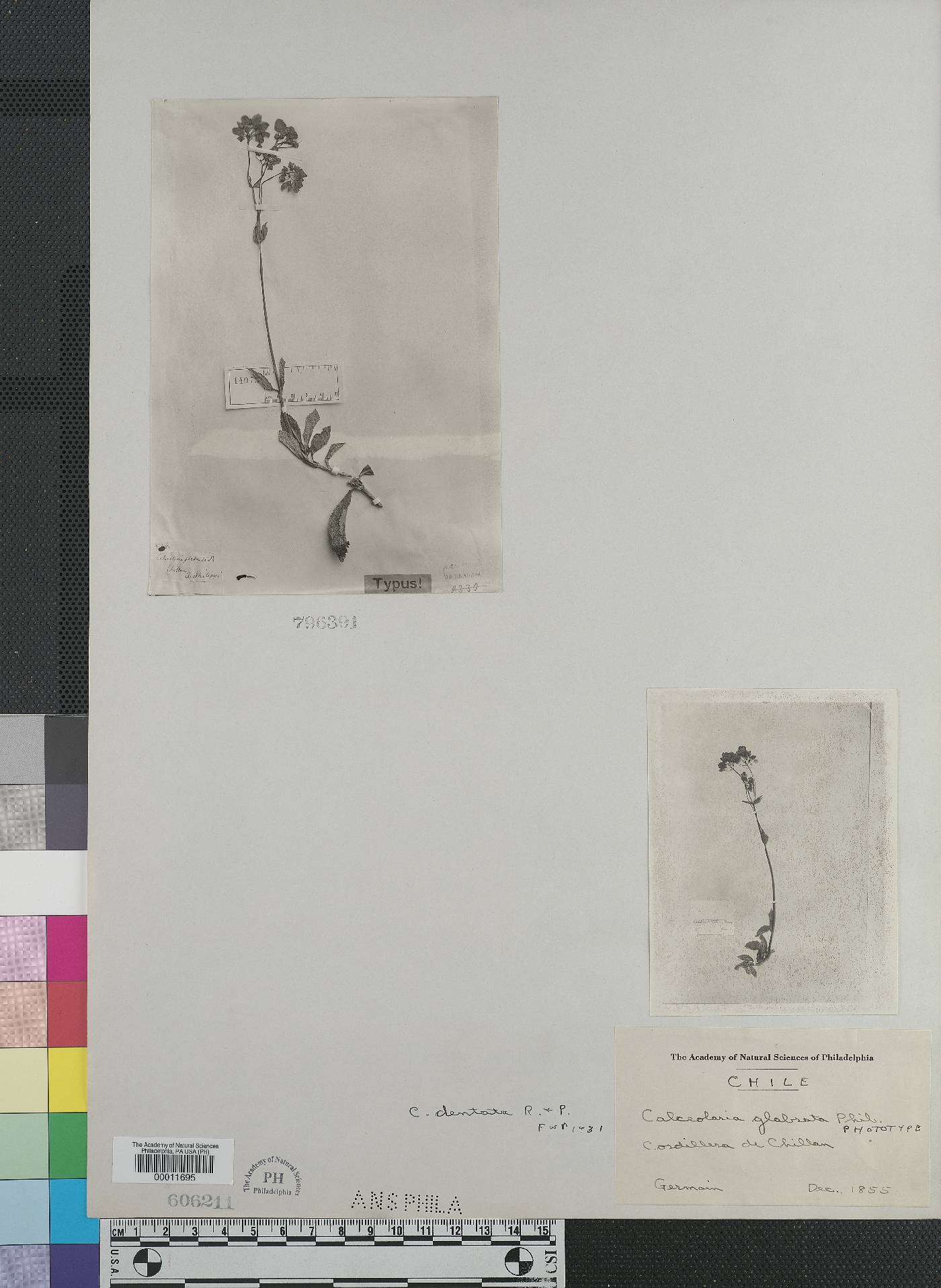 Calceolaria meyeniana subsp. glabrata image