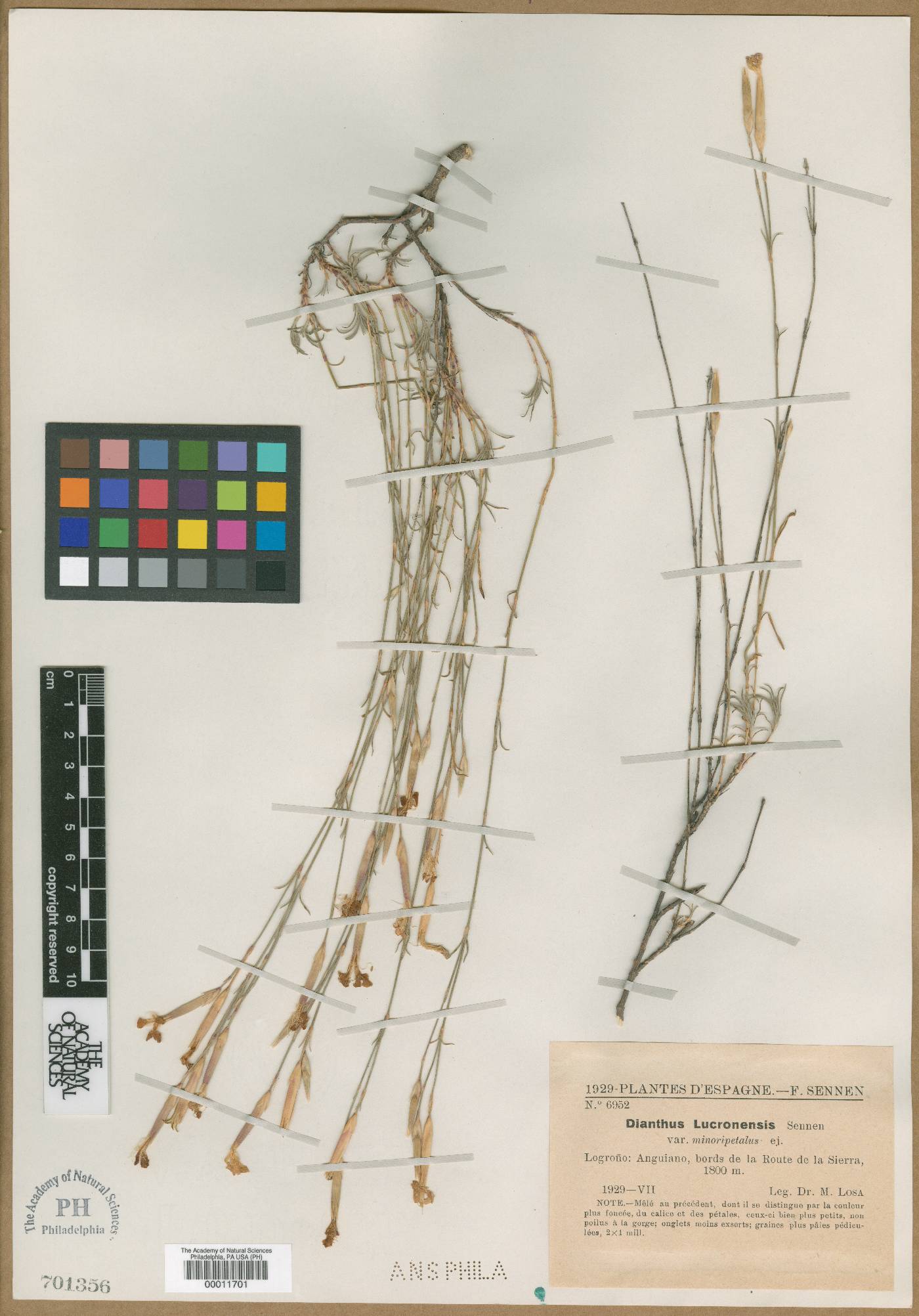 Dianthus lusitanus subsp. lusitanus image