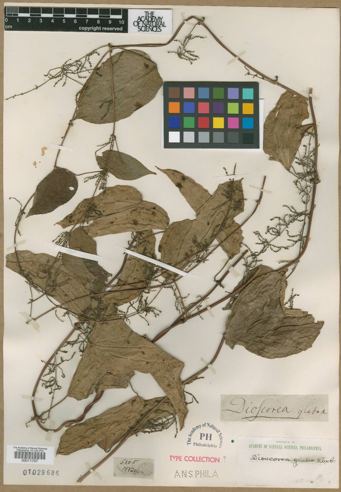 Dioscorea glabra image