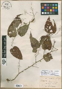 Image of Dioscorea acanthogene