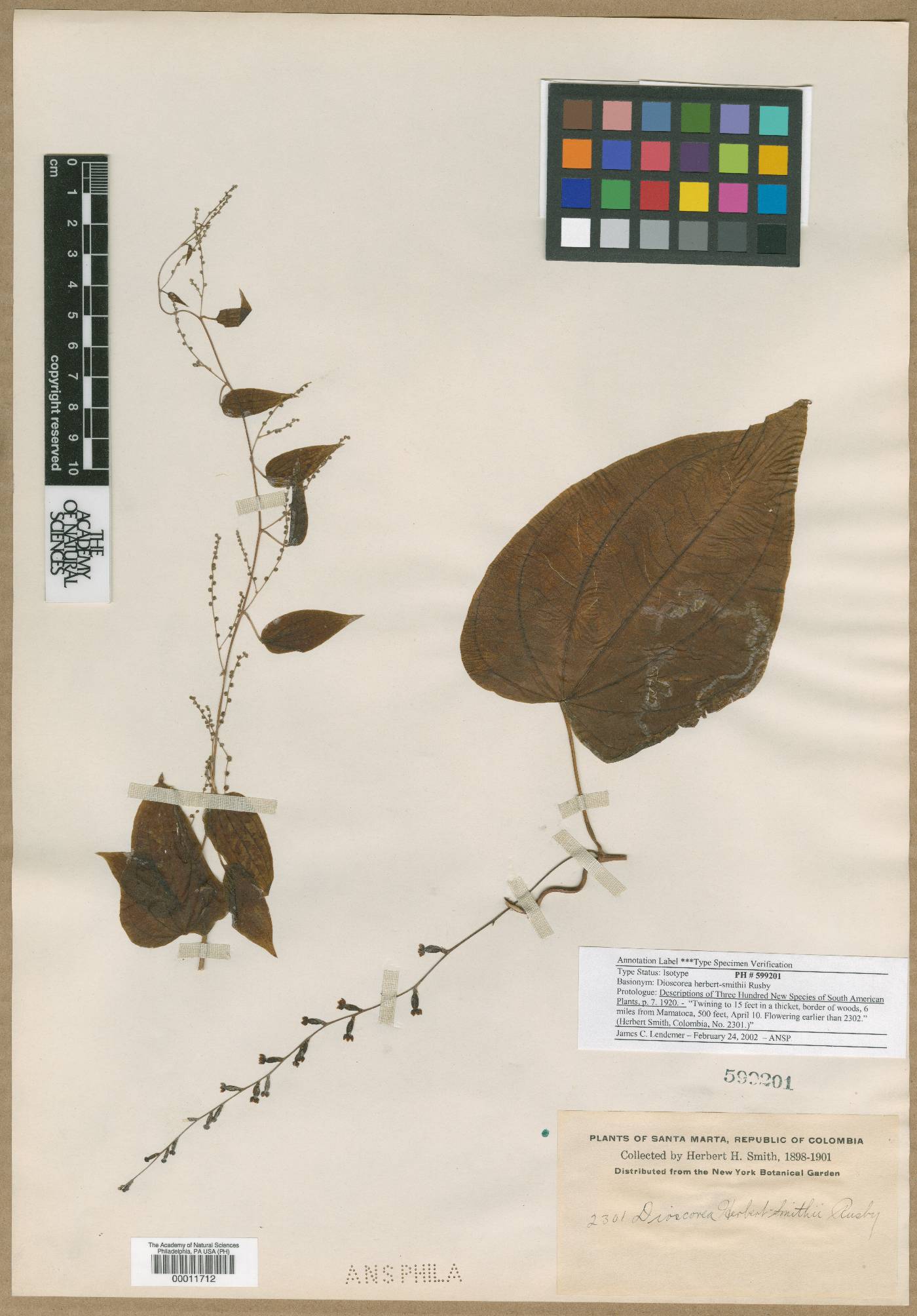 Dioscorea herbert-smithii image