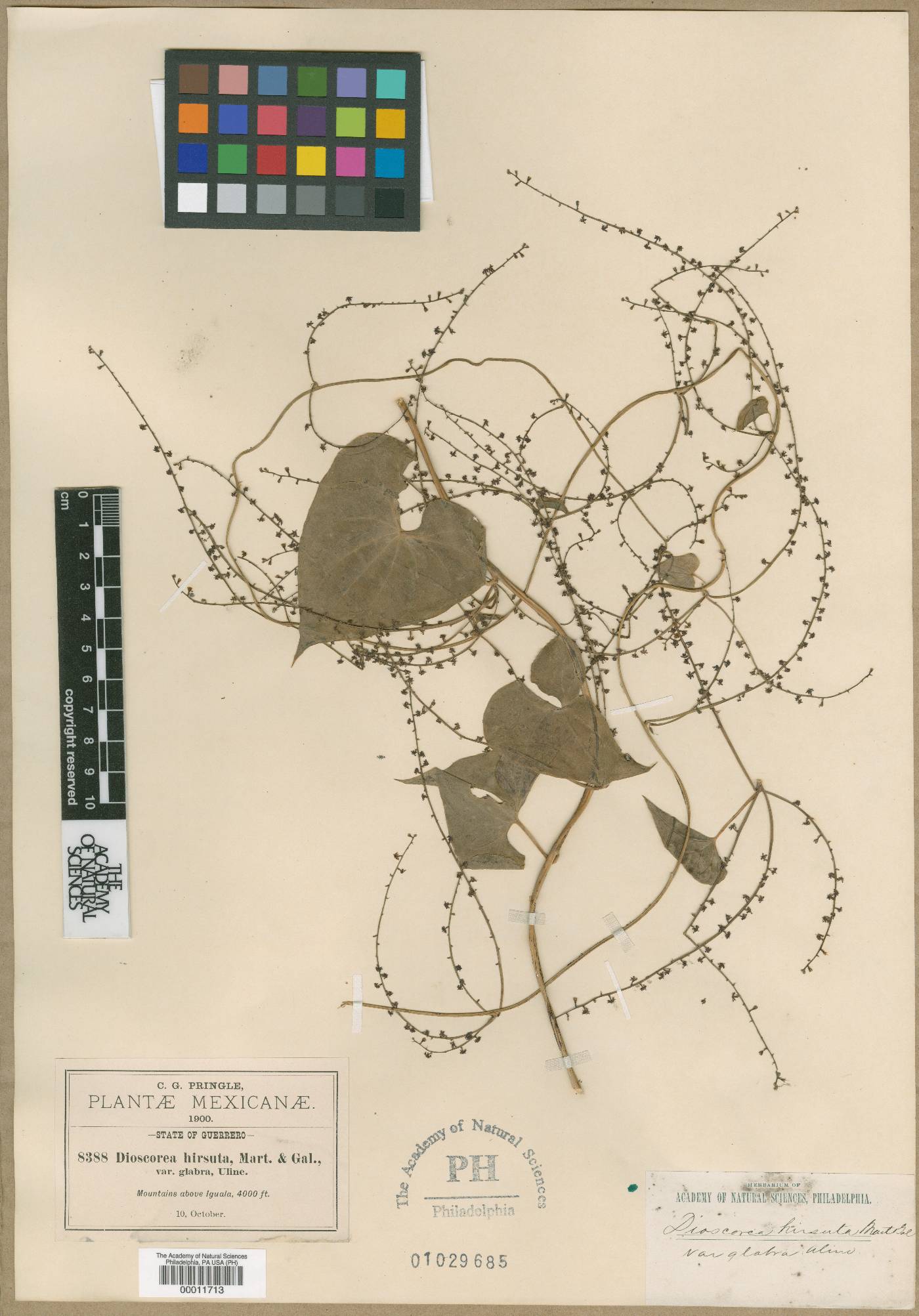 Dioscorea convolvulacea subsp. convolvulacea image