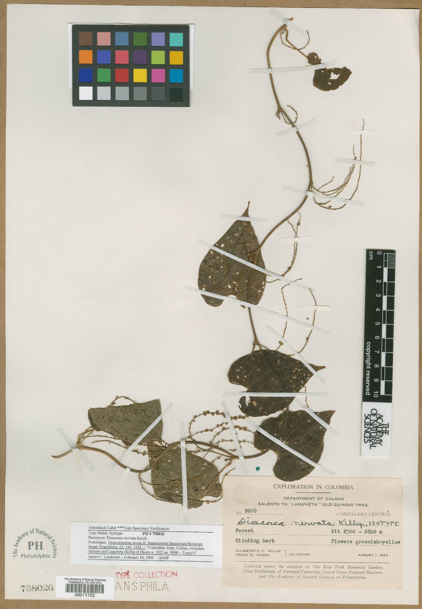 Dioscorea nervata image