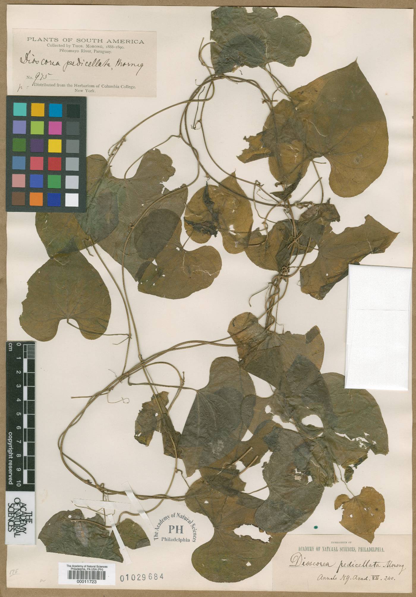 Dioscorea pedicellata image