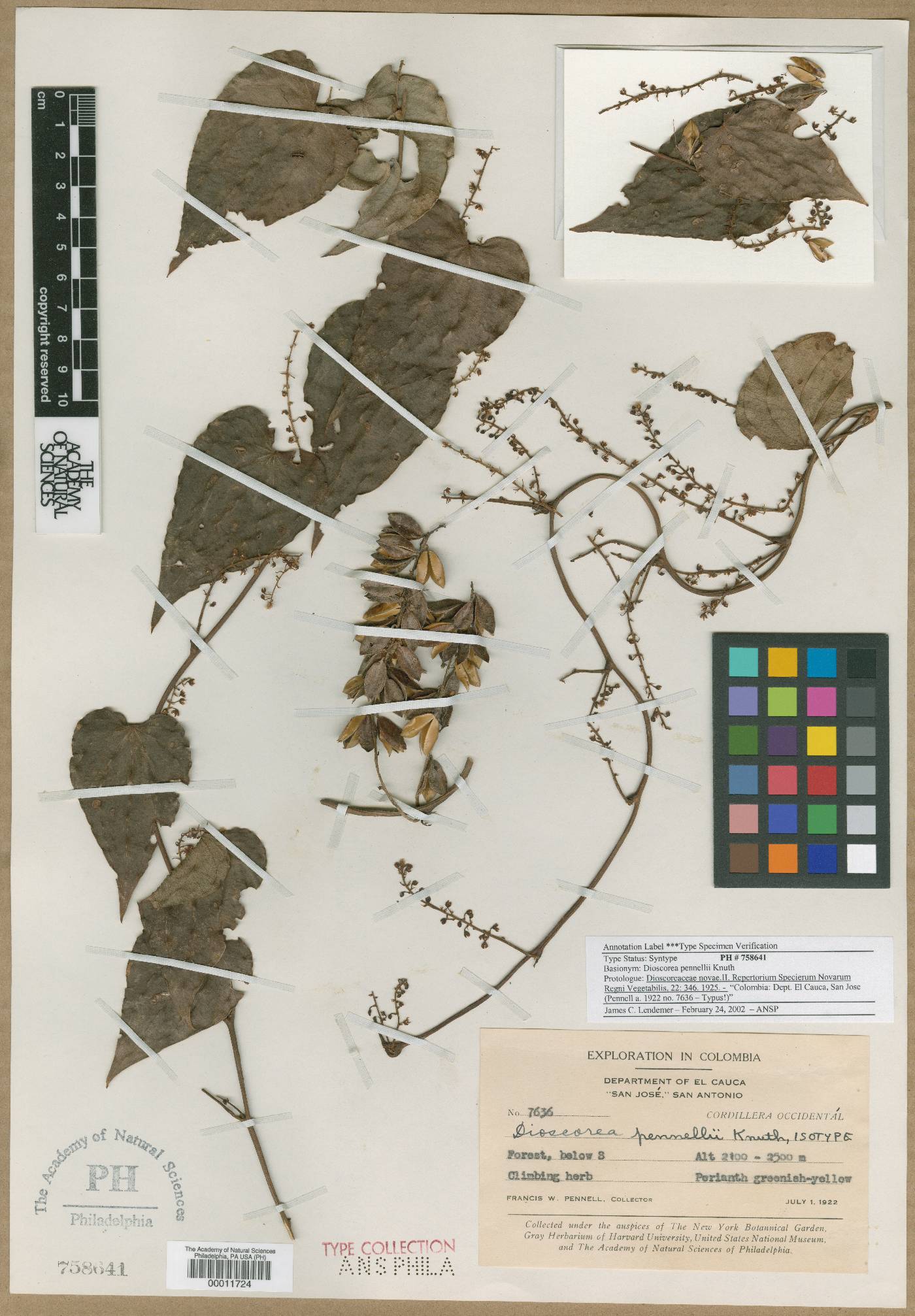 Dioscorea pennellii image