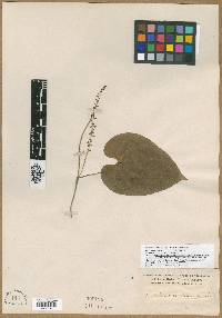 Dioscorea glandulosa image