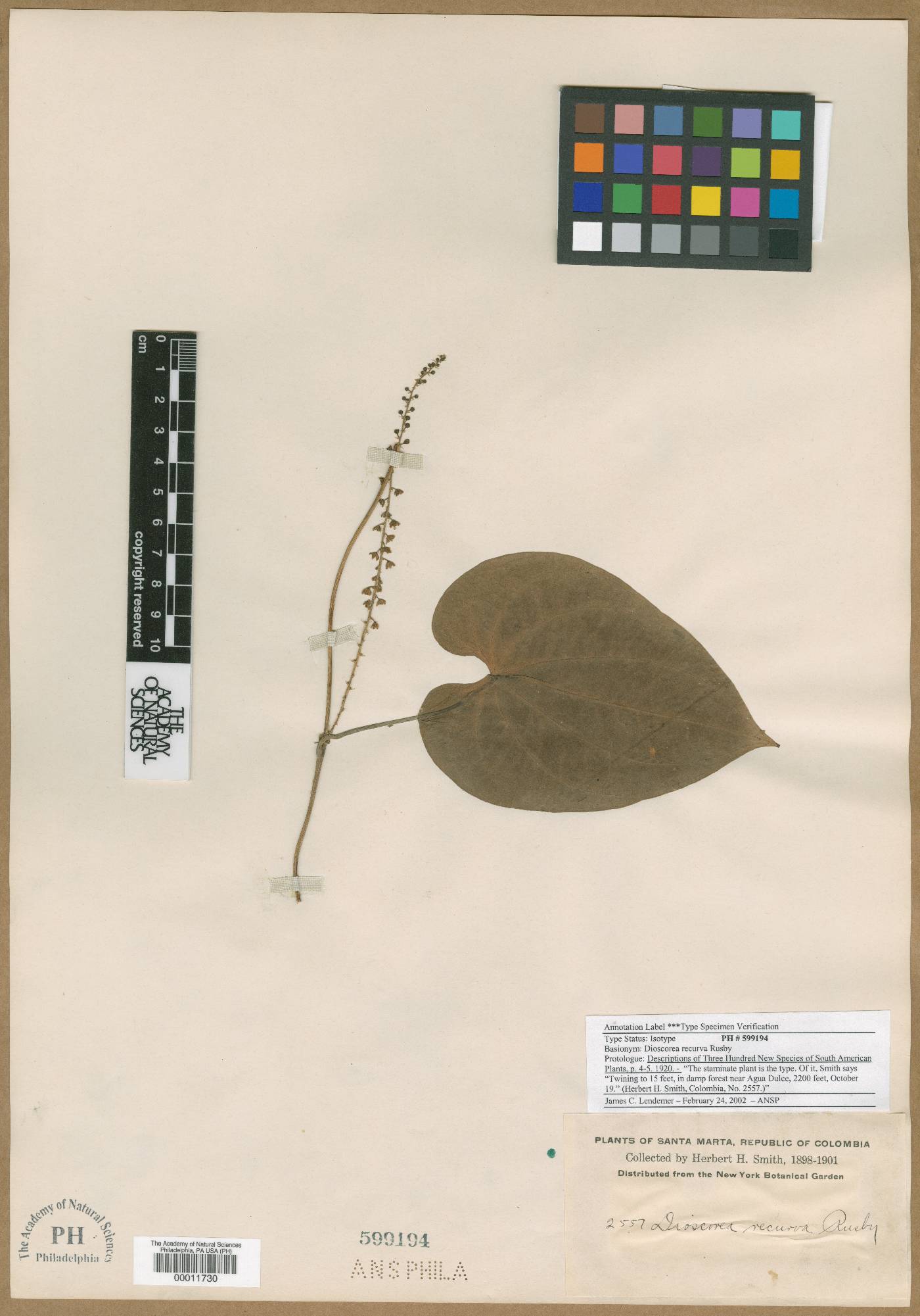 Dioscorea glandulosa image