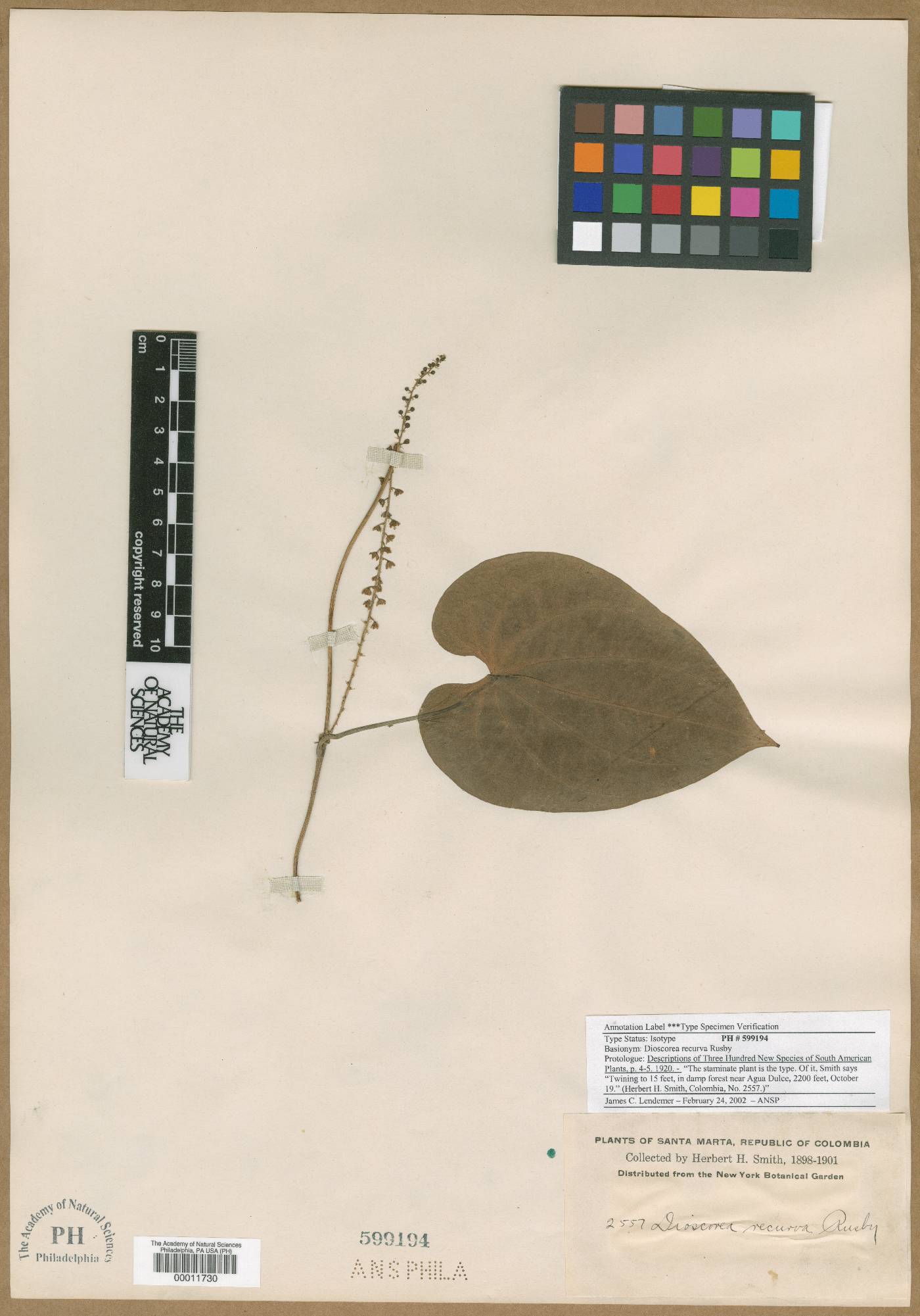 Dioscorea glandulosa var. glandulosa image