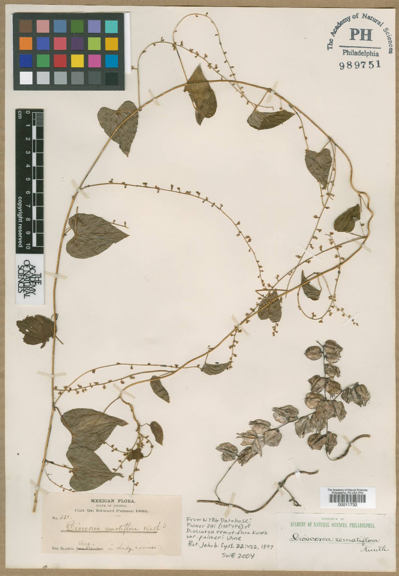 Dioscorea remotiflora image