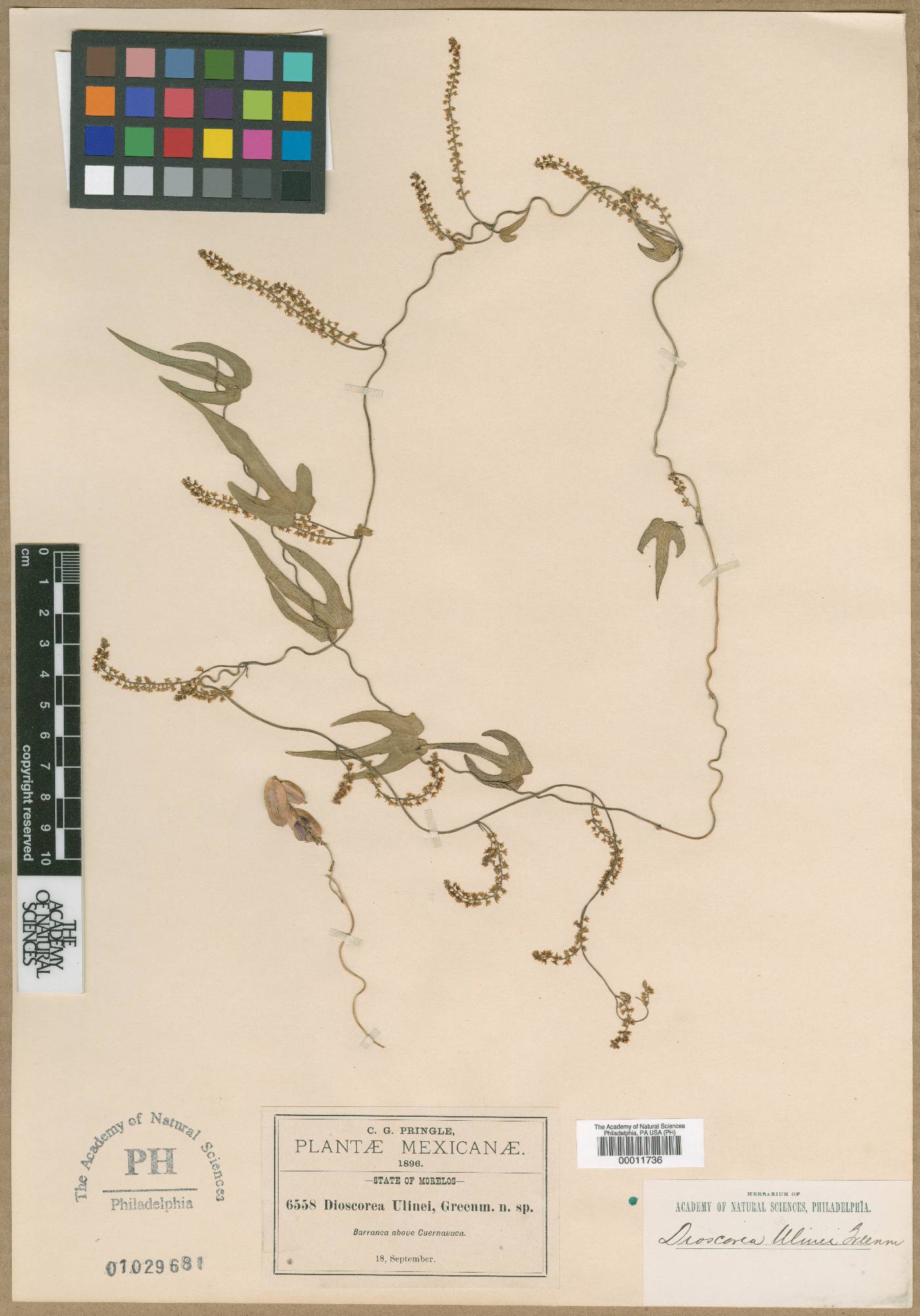 Dioscorea ulinei image