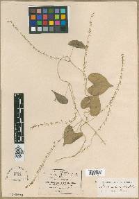 Dioscorea urceolata image