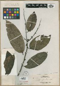 Diospyros frutescens image