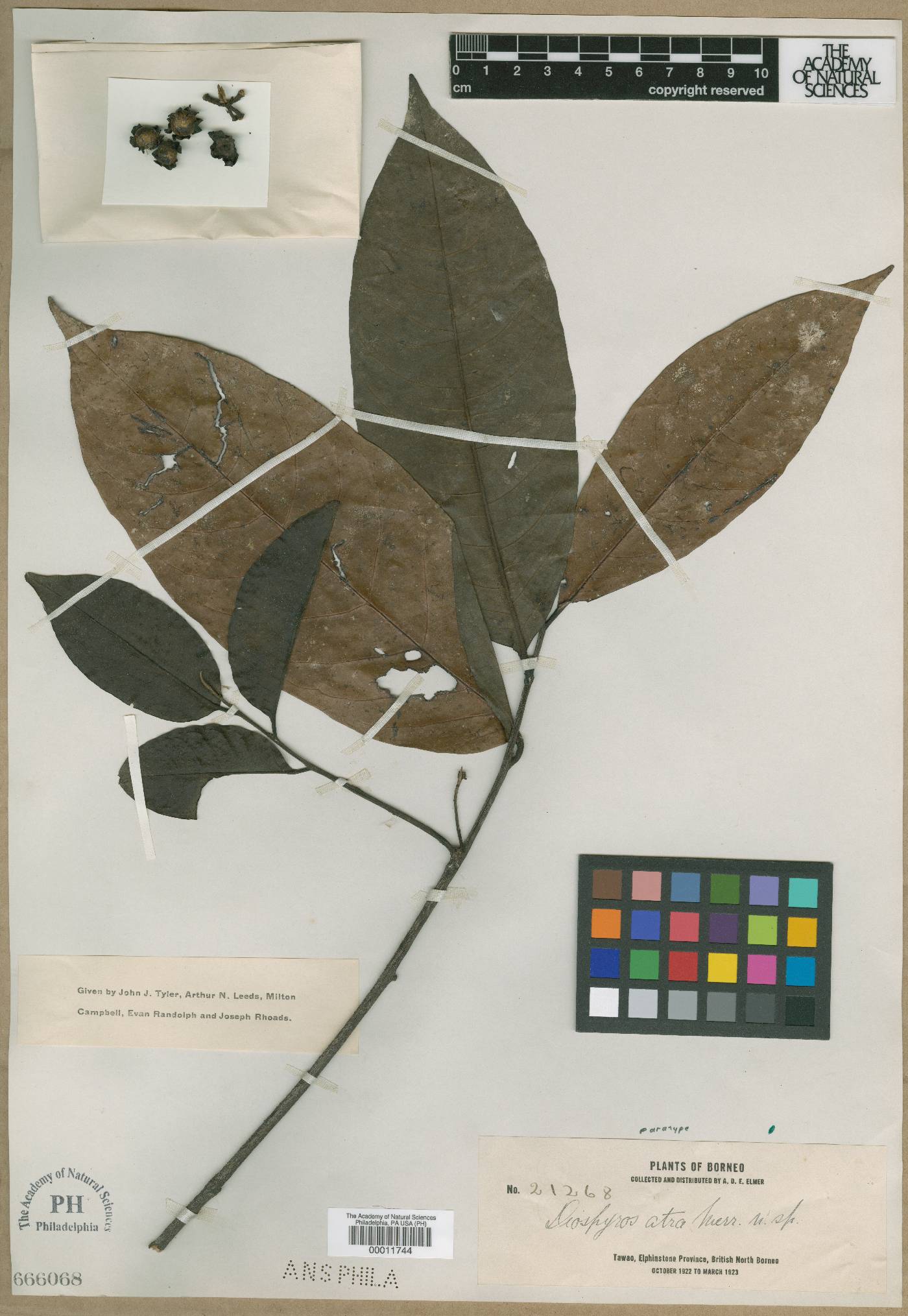 Diospyros frutescens image