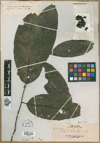 Diospyros frutescens image