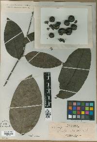 Diospyros frutescens image