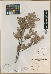 Diospyros sandwicensis image