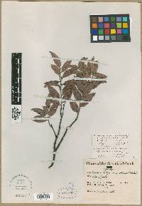 Diospyros sandwicensis image